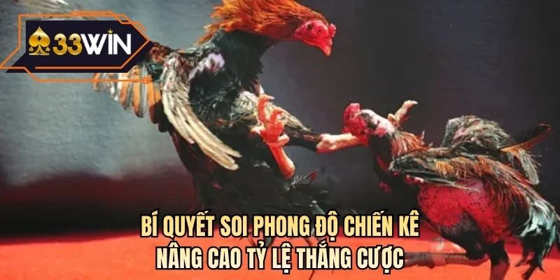 Bí quyết soi phong độ chiến kê nâng cao tỷ lệ thắng cược