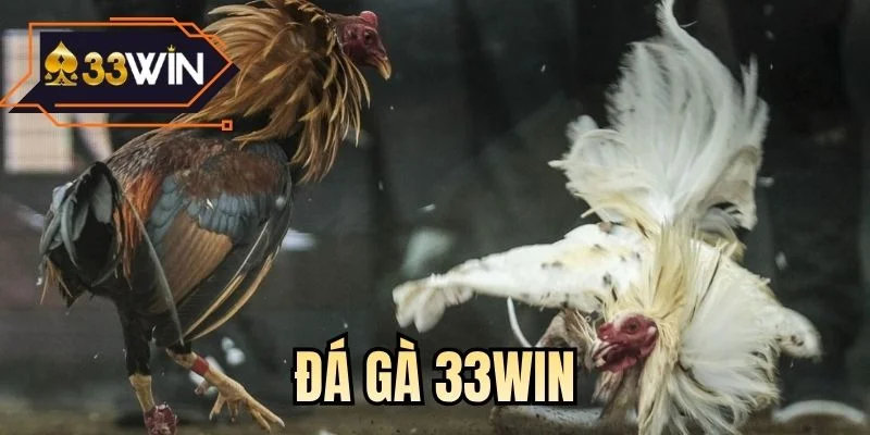 Đá gà 33WIN