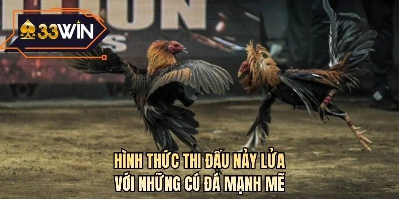 Hình thức thi đấu nảy lửa với những cú đá mạnh mẽ